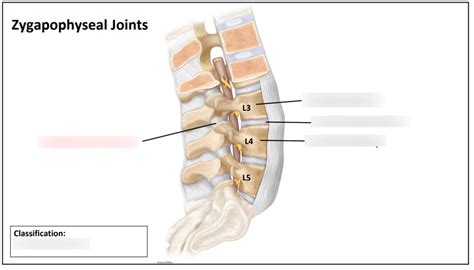 Diagram of Zygapophyseal Joints | Quizlet