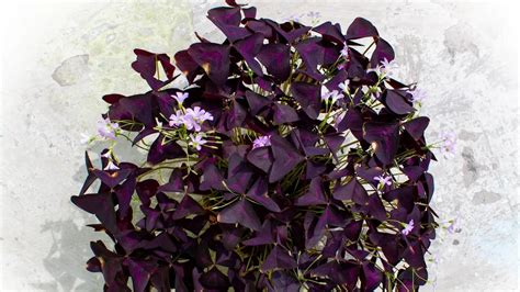 Trebol Morado Cuidados Y Significado De La Flor Amarilla TeleFlor