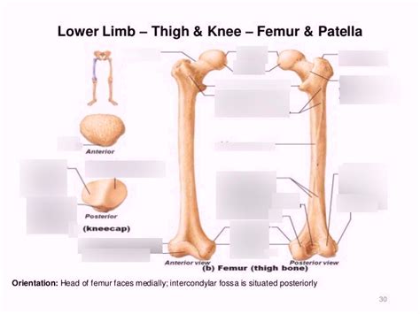 Femur And Patella Diagram Quizlet