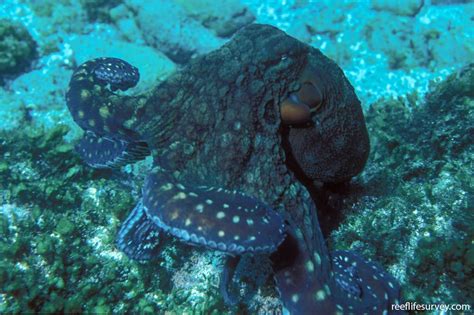 Octopus cyanea - day octopus | Reef Life Survey