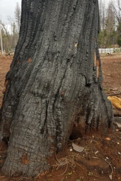 Tree Inspection Fisher Ca Tree Service Redding Tree Trimming Redding