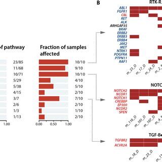 Overview of oncogenic pathway alterations in the patient cohort. The ...