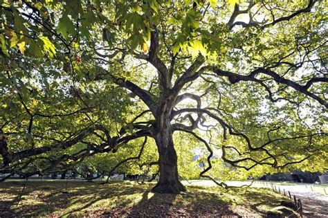 En Images Six Arbres Insolites Ou Majestueux Ne Pas Manquer Dans L