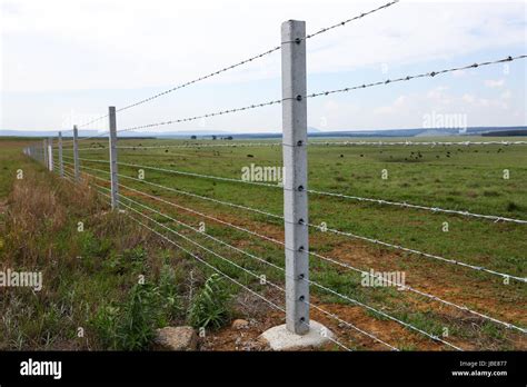 Barbed Wire Fence On Farm