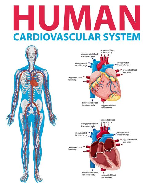 Human Internal Organ With Heart 7701337 Vector Art At Vecteezy