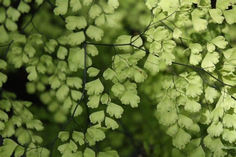 How To Grow Maidenhair Fern Adiantum Gardening Channel