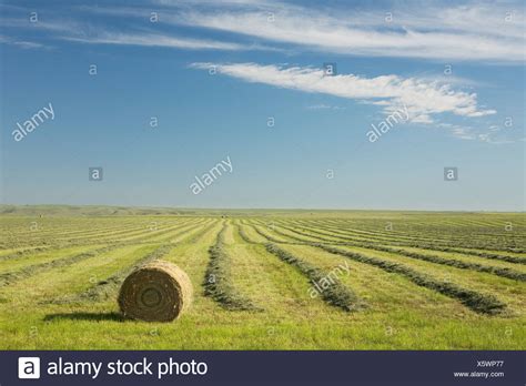 Alfalfa Hay Field High Resolution Stock Photography and Images - Alamy