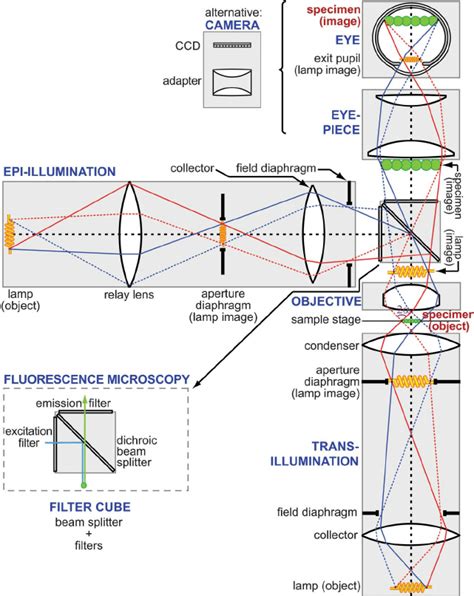 Compound Light Microscope Source Of Illumination Shelly Lighting