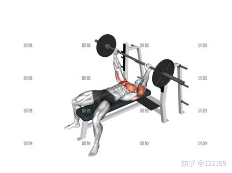 杠铃卧推的动作要领 知乎