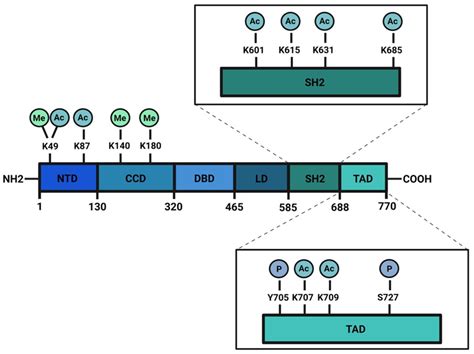 Schematic Structure Of Stat Protein Stat Has A N Terminus Domain