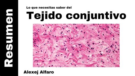 Tejido Conjuntivo Resumen Histología De Ross 7a Edición Youtube