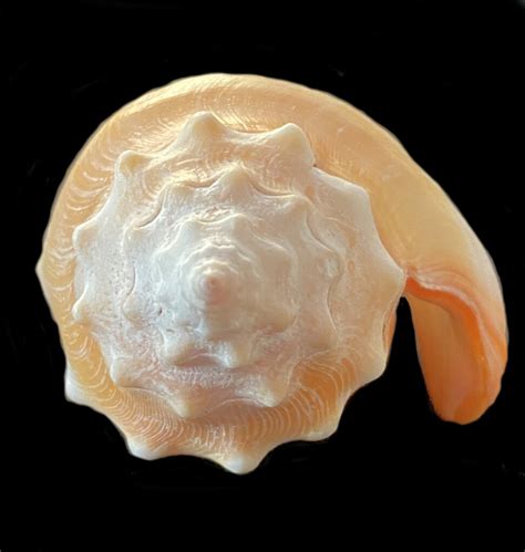 Eastern Pacific Fighting Conch Shell Mexican