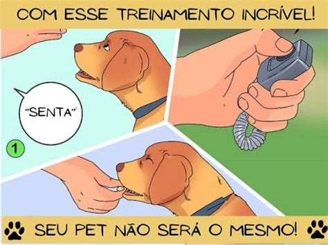 Como treinar seu cachorro Parte 1 Aplicando Princípios Gerais de