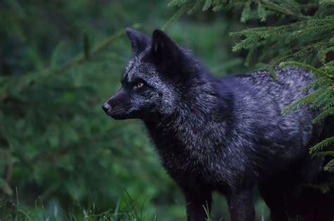 20 Striking Photographs That Reveal The Beauty Of Rare Black Foxes