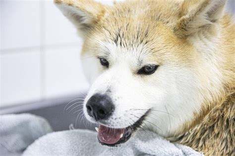 Japanische Hunderassen Expertentipps zu Hundeernährung Training und