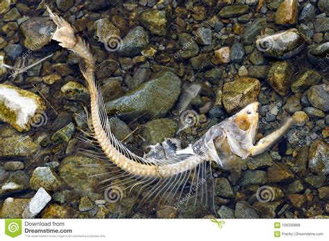 Dead Chum Salmon Oncorhynchus Keta in Chehalis River, Fraser V Stock ...