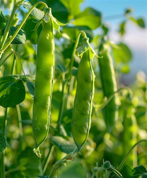 Fresh Green Peas Pod On A Bright Sky Background Premium AI Generated