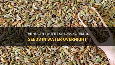 The Health Benefits Of Soaking Fennel Seeds In Water Overnight Shuncy