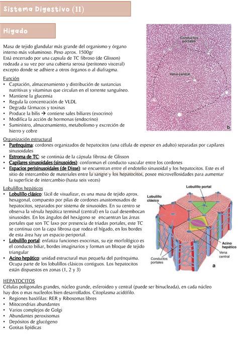 Sistema Digestivo Ii Resumen Ross Histolog A Texto Y Atlas Franco