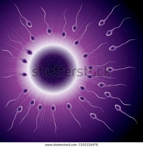 Fertilization Process Design Sperm Ovum Combination Stock Vector