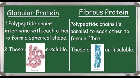 Globular And Fibrous Protein Difference