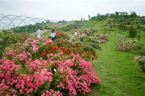 Giardini di rose i più belli dell Emilia Romagna La Madia Travelfood