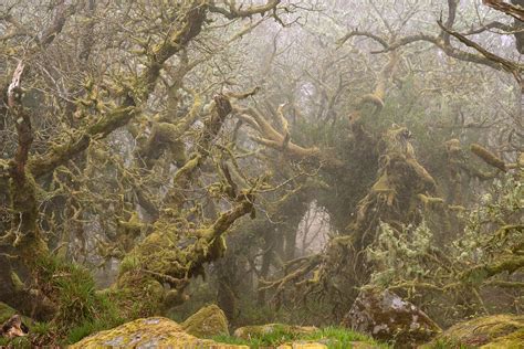 The Inhabitats of Wistman's Wood — Lars van de Goor