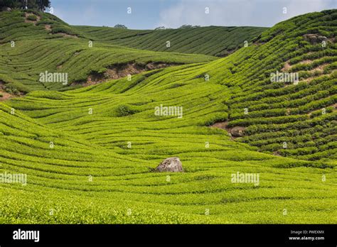 Tea plantation Cameron highlands, Malaysia Stock Photo - Alamy