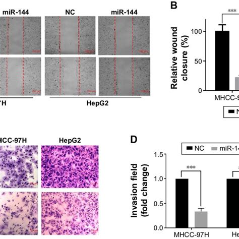 Effect Of Mir On Growth And Invasion Of Hcc Cell In Vitro Notes