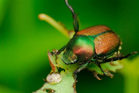 Japanese Beetles Extension West Virginia University