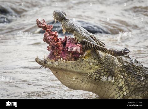 Actualizar 49 Imagen Cocodrilo Comiendo Cebra Abzlocal Mx