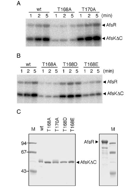 Autophosphorylation Of Afskdc And Site Directed Mutant Afskdc Proteins