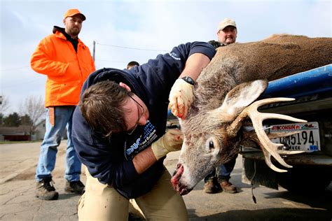 Zombie Deer Disease: Everything You Need to Know - Newsweek