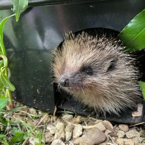 NestGuest Hedgehog House – Cosy Cabins