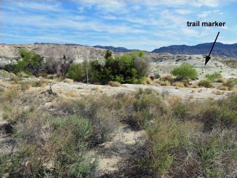 Birding Around Las Vegas Shoshone Aqua Birding Trail