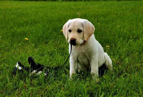 How to Train a Yellow Lab Puppy? - PatchPuppy.com