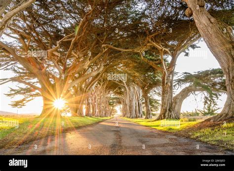 A beautiful shot of a path in the Cypress Tree Tunnel, Scenic spot in California, USA at sunset ...