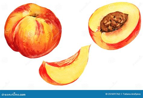 Watercolour Illustration Of Nectarine Peach And Peach Half Slise Of