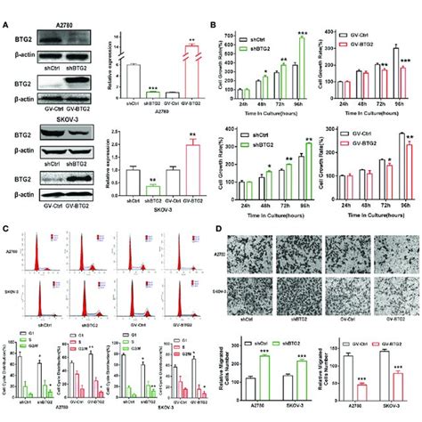 Btg Inhibited Ovarian Cancer Cell Proliferation Blocked Cell Cycle