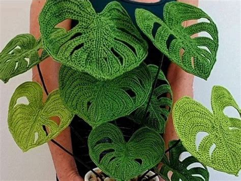 Tutoriel Plante Monstera Au Crochet