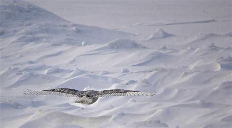 Update On Snowy Owl Invasion Drew Monkman