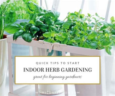 How To Start An Indoor Herb Garden Moms Confession