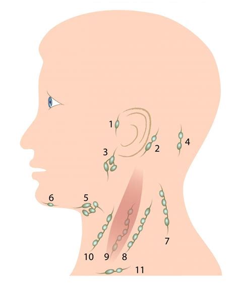 Lymph Nodes Behind Ear Diagram