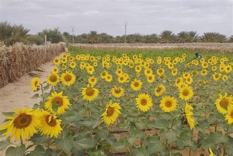 Oran Coup Denvoi De La Campagne Nationale De Plantation Du Tournesol