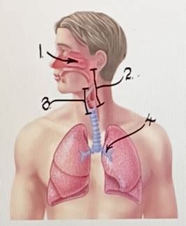 A P LAB RESPIRATORY SYSTEM QUIZ Flashcards Quizlet