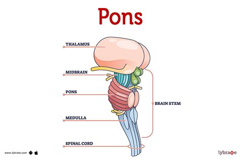 Parts Of The Brain Diagram Pons