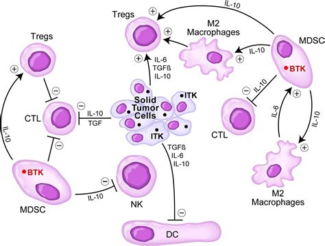 Frontiers Targeting Solid Tumors With Btk Inhibitors