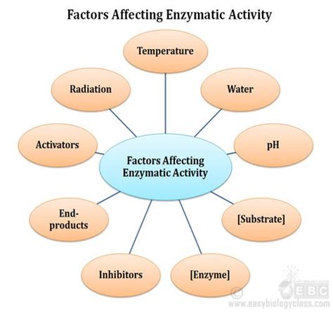 Factors affecting enzyme activity – Artofit