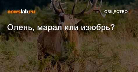 Олень, марал или изюбрь? / Новости общества Красноярска и Красноярского ...