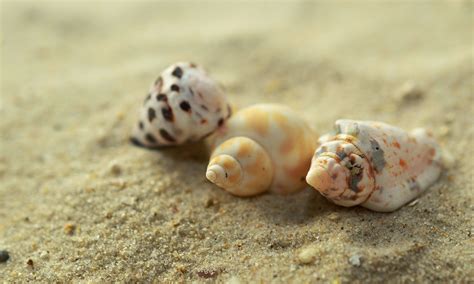 X Wallpaper Seashells Peakpx